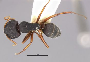 Media type: image;   Entomology 21576 Aspect: habitus dorsal view